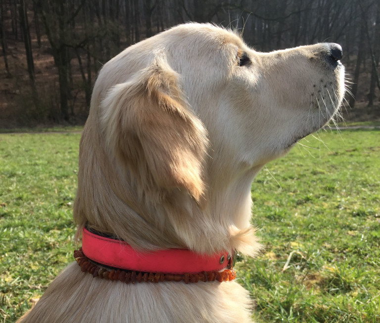 Bernsteinketten Natürlicher Zeckenschutz für Hunde Dogs are