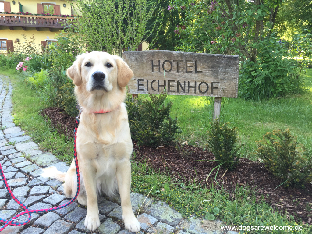Kiwi im Urlaub in Bayern Tag 1 Dogs are
